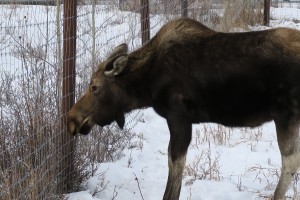 Female moose rehabilitated from a broken leg. 
