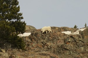 Mountain goat. Part of the reason for the location of the reserve was the variety of habitat within the preserve. 