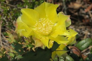 Opuntia humifusa (Raf.) Raf. - Pricklypear Cactus
