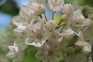 Mountain Laurel - Kalmia latifolia. It was everywhere! 