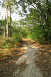 Gopher Tortoise loop. 