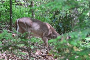 Doe at campsite 51. 