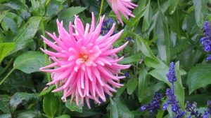 Pink Chrysanthemum. 