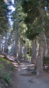 Trail to Sunrise Point, Olympic National Park.