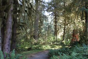 Moss Trail at Hoh Rain Forest, Olympic National Park.