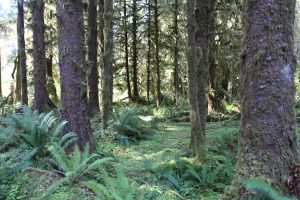 Moss Trail At Hoh Rain Forest.