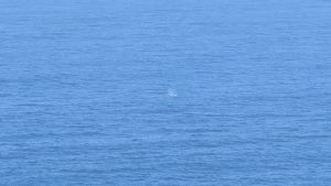 Look closely and you can see a whale spout. 