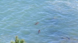 Otters frolicking in Drakes Bay.