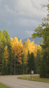 Birch trees in all their glory.