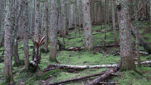 Temperate rainforest along the trail.