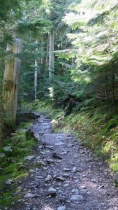 Along the trail to Avalanche Lake.