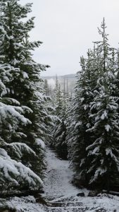 Trail up to overlook at Biscuit Basin. 