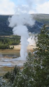 Old Faithful erupting as seen from Observation Point.