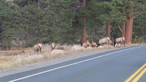 Elk Traffic Jam.