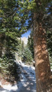 Trail to Emerald Lake.