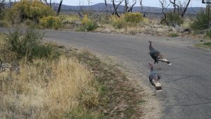 Wild Turkeys.