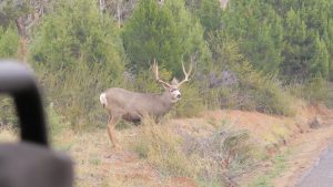 Mule Deer Buck.